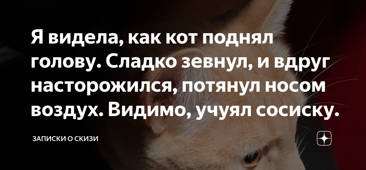 Я видела, как кот поднял голову. Сладко зевнул, и вдруг насторожился ...