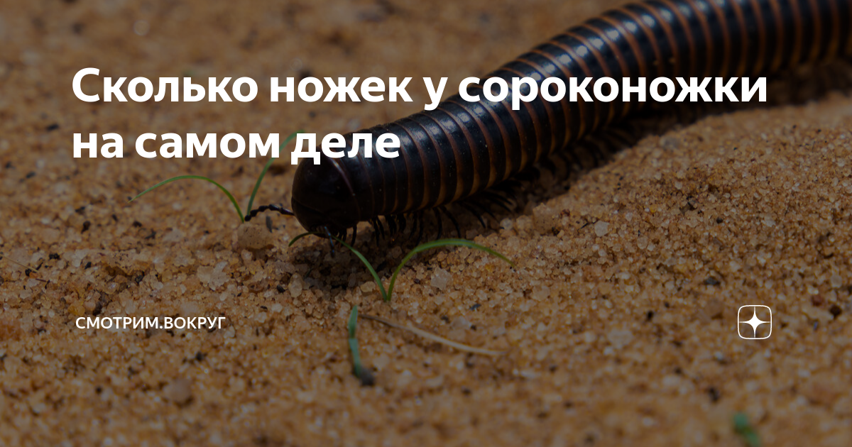 Сколько пар у сороконожек ножек задача. Сколько пар ножек у сороконожки. Сколько ножек у сороконожки. Сколько пар ножек у сороконожки. Сколько пар ножек у сороконожки.