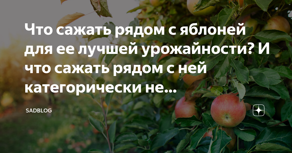 Что посадить рядом с яблоней. Яблоко Июльское Черненко. Яблоня Июльское Черненко. Яблоня победа. Колоновидная яблоня.