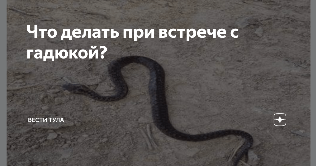 три правила безопасного поведения при встрече с гадюкой