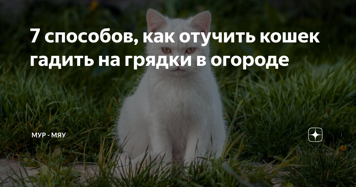 10 гуманных способов, как отвадить котов от грядок | Полезно (диваны-диванчики.рф)