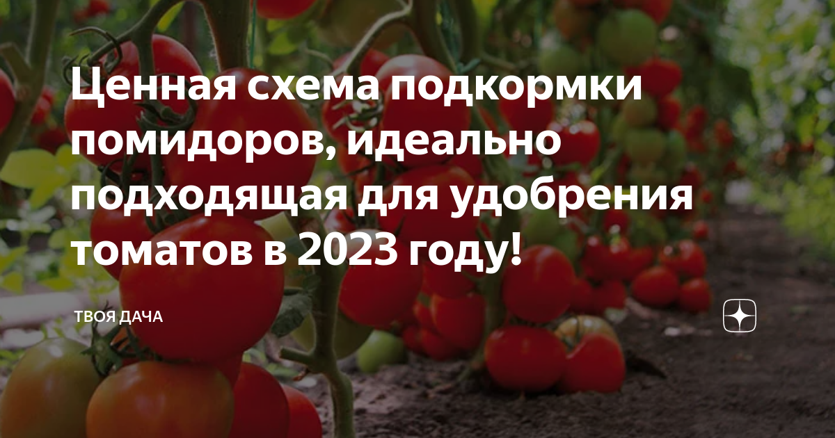 Подкормка помидор в июле. Чем подкормить помидоры - лучшие народные средства Прикормить помидоры