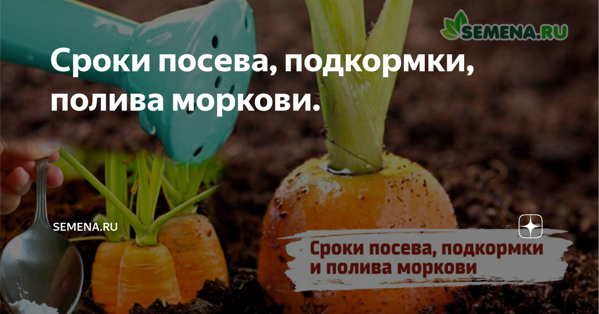 Сроки посева, подкормки, полива моркови. | Semena.ru | Дзен