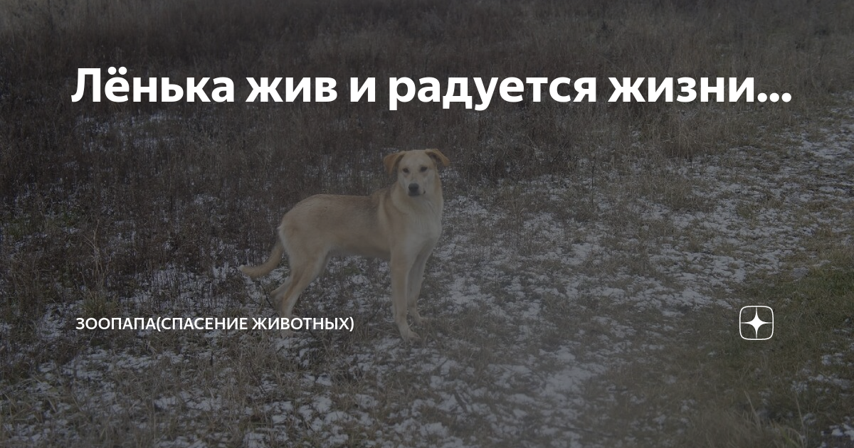 Зоопапа курск спасение животных. Зоопапа курск спасение животных. Зоопапа курск спасение животных. Зоопапа курск спасение животных. Зоопапа курск спасение животных.