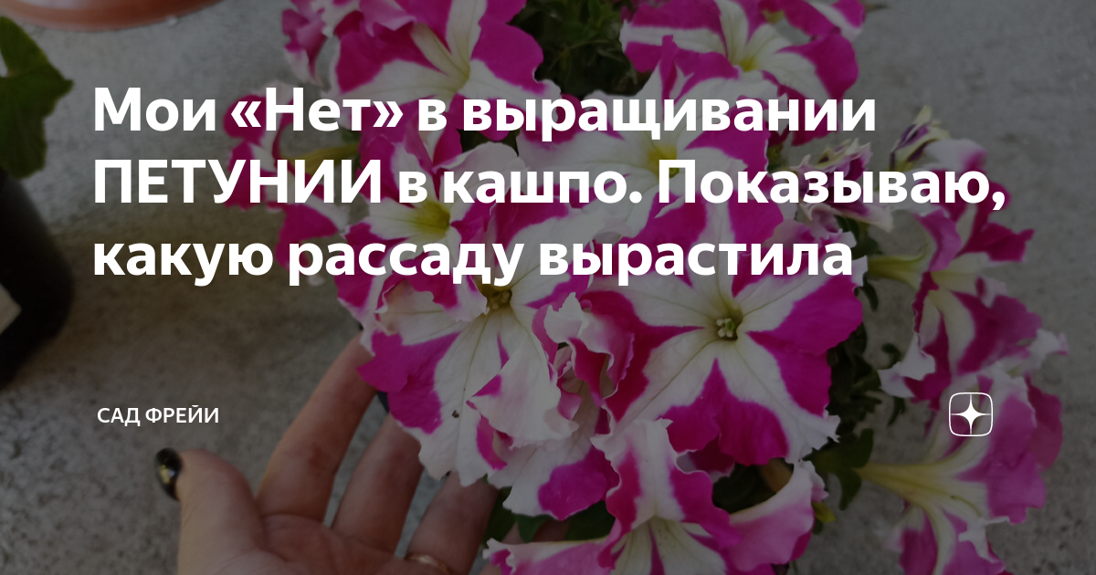 Мои «Нет» в выращивании ПЕТУНИИ в кашпо. Показываю, какую рассаду ...