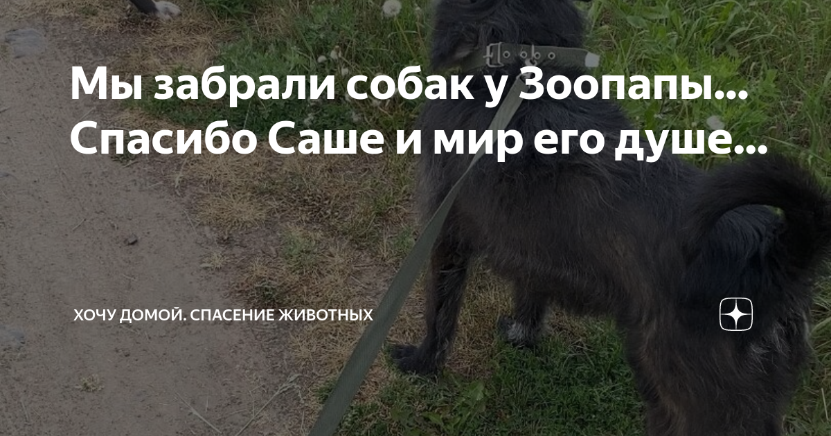 Зоопапа курск спасение животных. Зоопапа курск спасение животных. Зоопапа курск спасение животных. Зоопапа курск спасение животных. Зоопапа курск спасение животных.