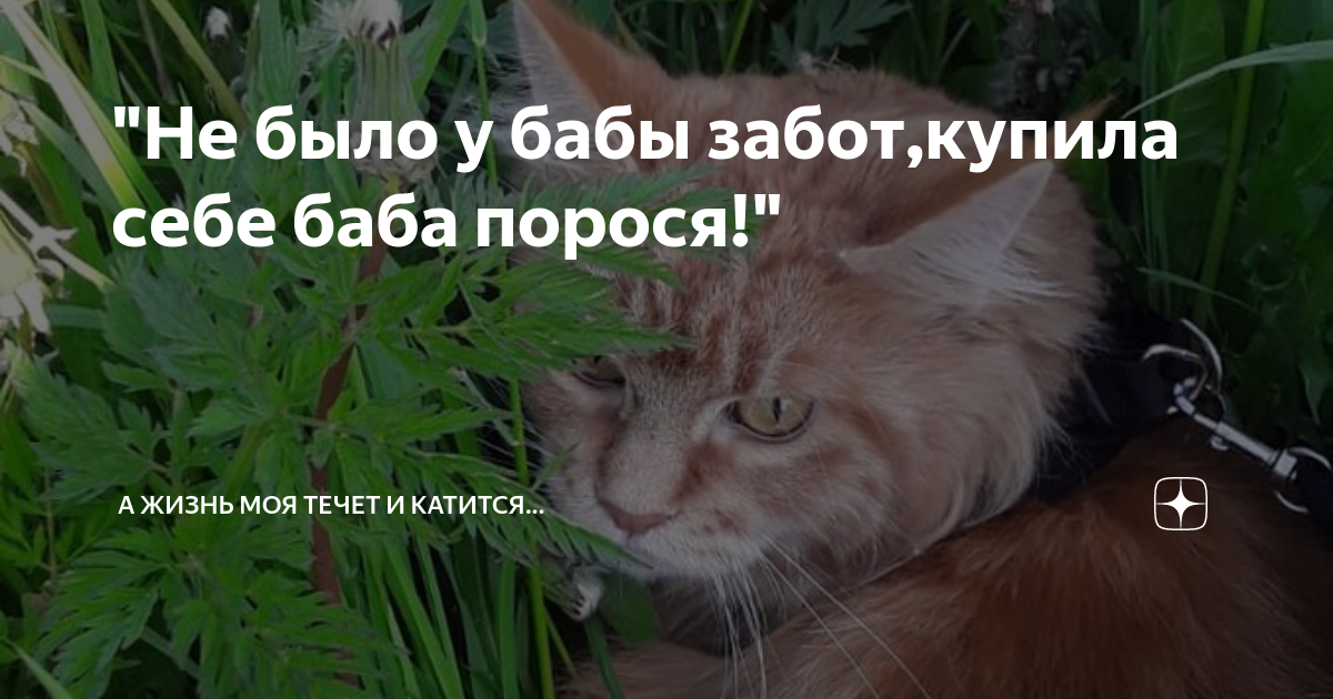 "Не было у бабы забот,купила себе баба порося!" | А жизнь моя течет и ...