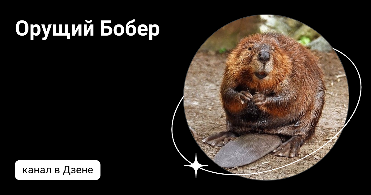 Мем кричащего бобра