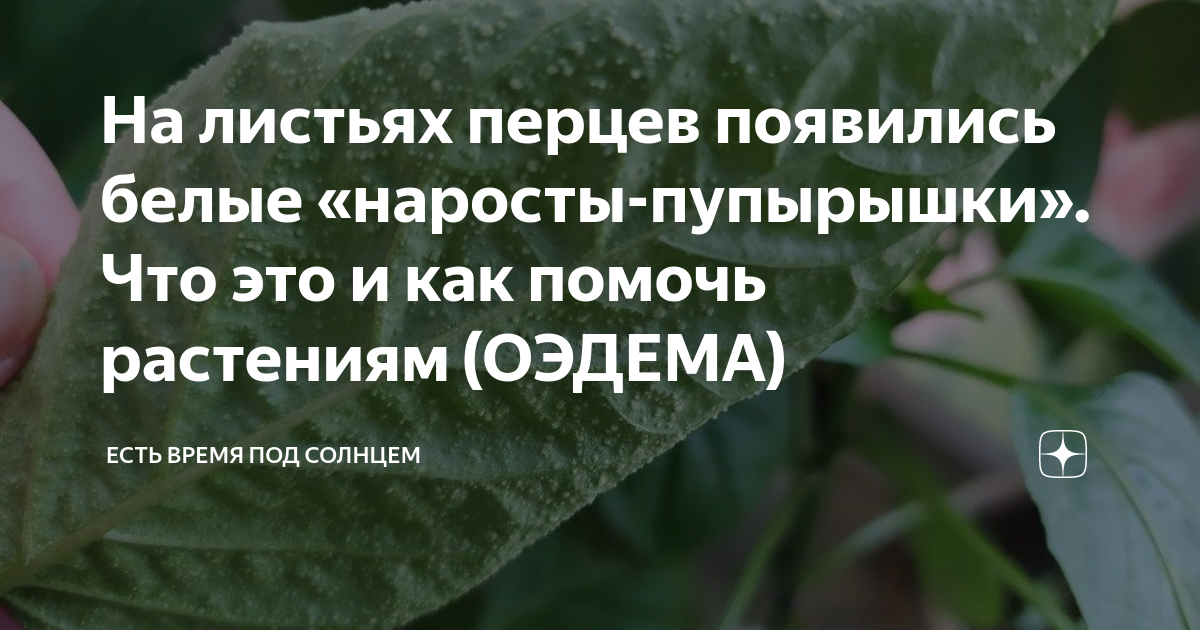 На листьях перцев появились белые «наросты-пупырышки». Что это и как ...