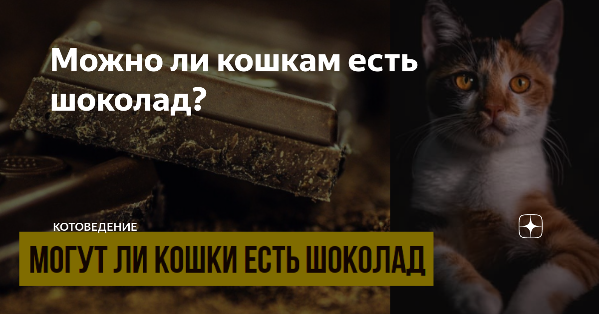 есть ли у кошек щекотка