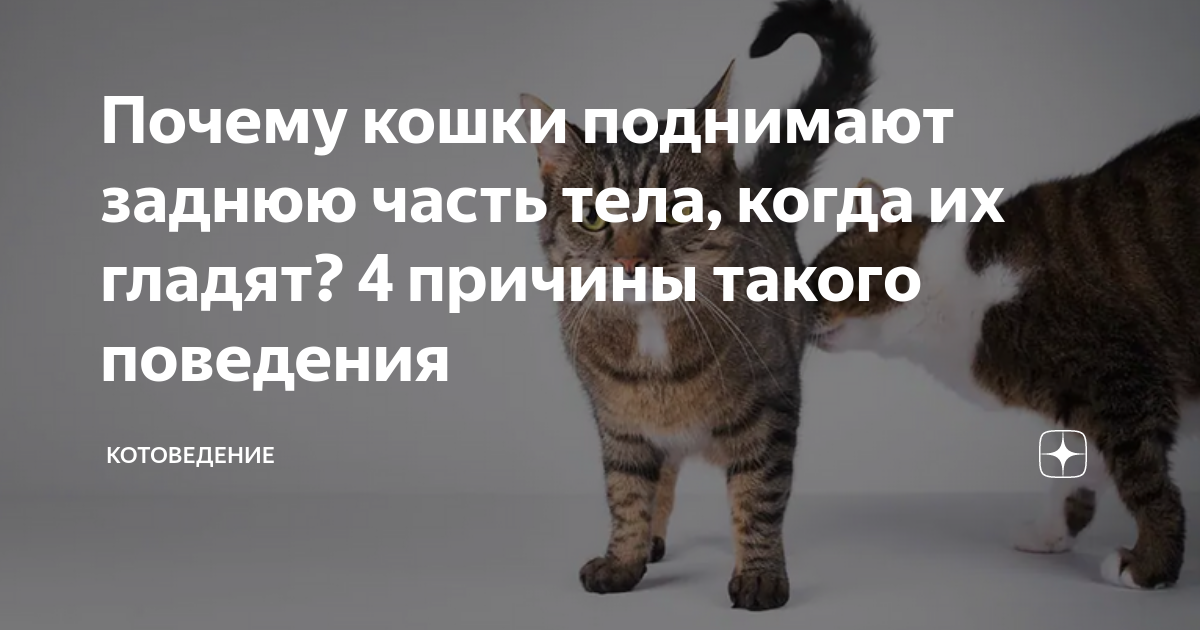 Почему кошки показывают свои задницы?