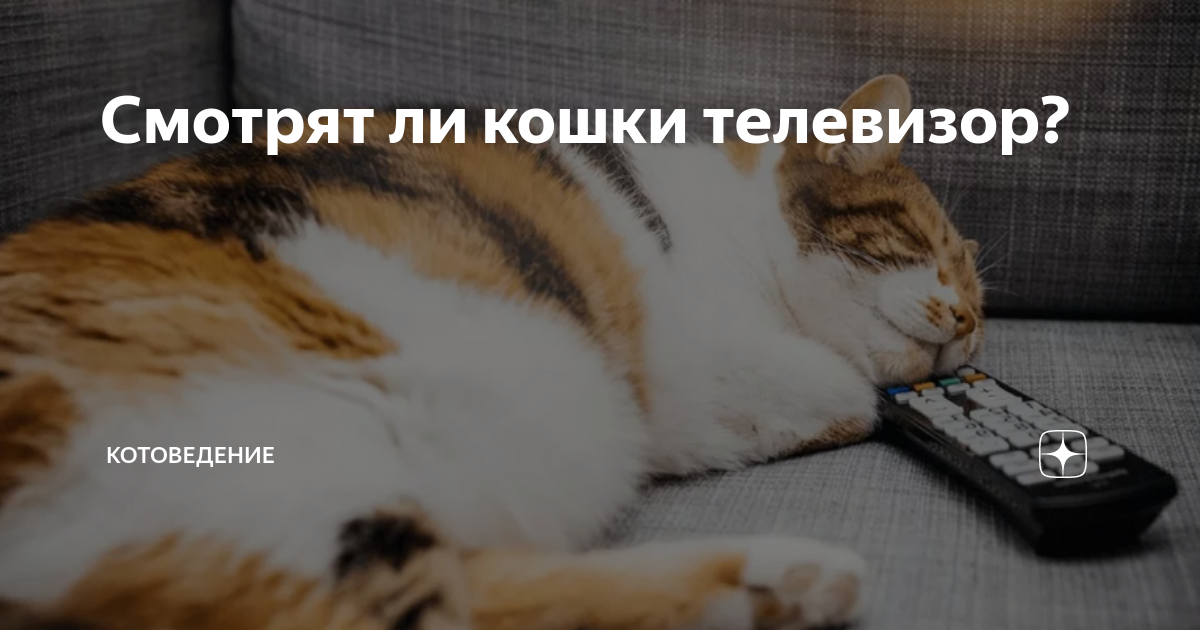 Смотрят ли кошки телевизор? | КотоВедение. Зоопсихолог Юлия Иванова | Дзен