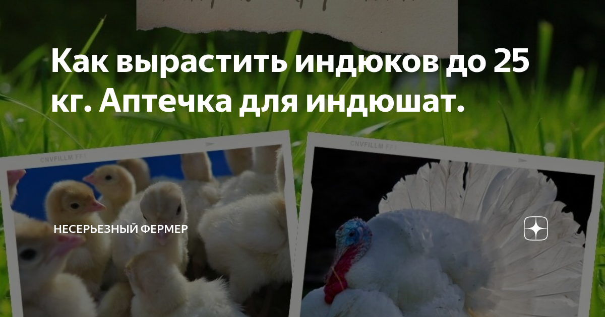 Как вырастить индюков до 25 кг. Аптечка для индюшат. | Несерьезный ...