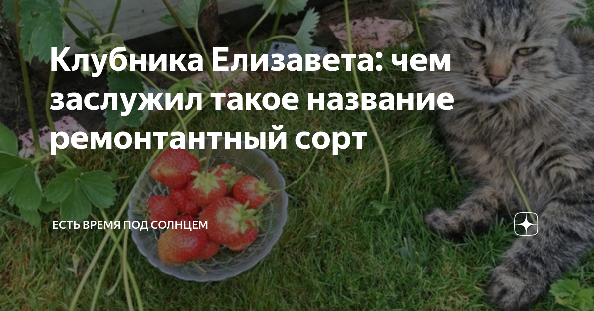 Клубника Елизавета: чем заслужил такое название ремонтантный сорт ...