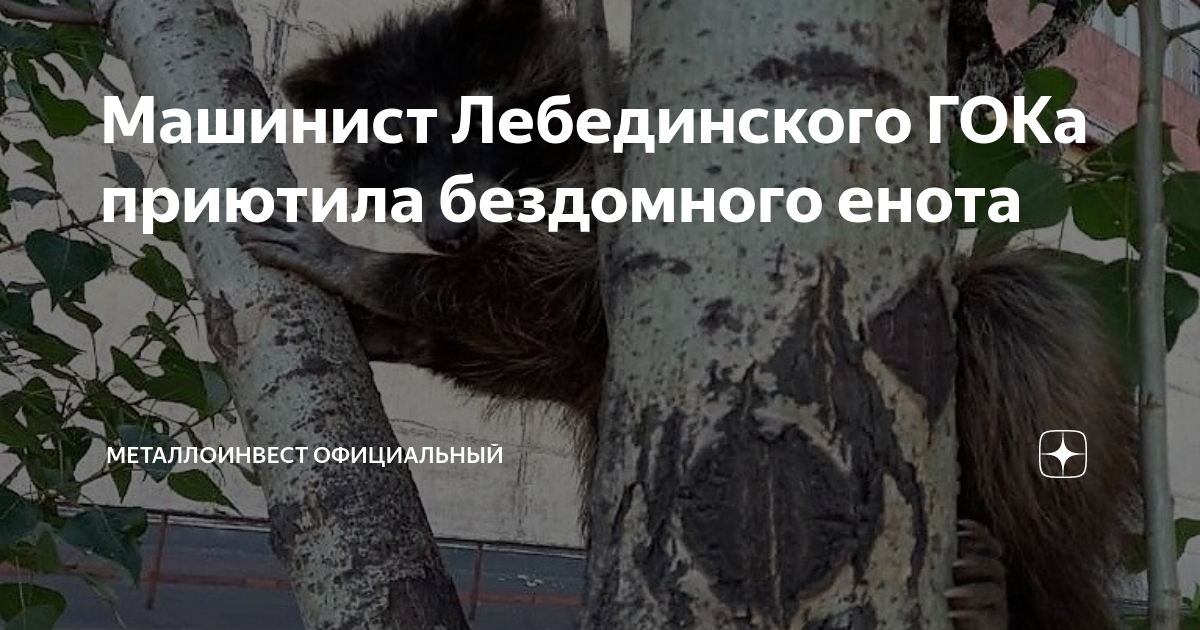 Машинист Лебединского ГОКа приютила бездомного енота | Металлоинвест ...