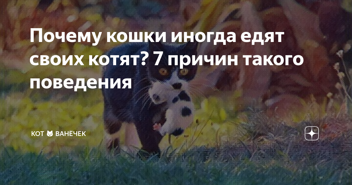 почему кот все время хочет кушать