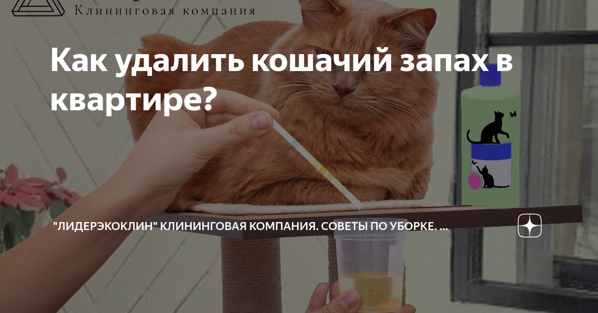 Как избавится от кота в доме. Кот исправился. Как вывести кошачий запах. Как избавиться от кошек в доме. Как избавиться от кошек на участке.