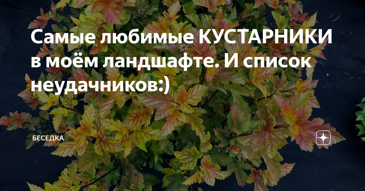 Самые любимые КУСТАРНИКИ в моём ландшафте. И список неудачников ...