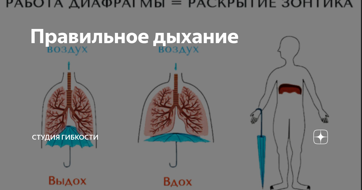 Правильное дыхание | Студия гибкости FLEX | Дзен