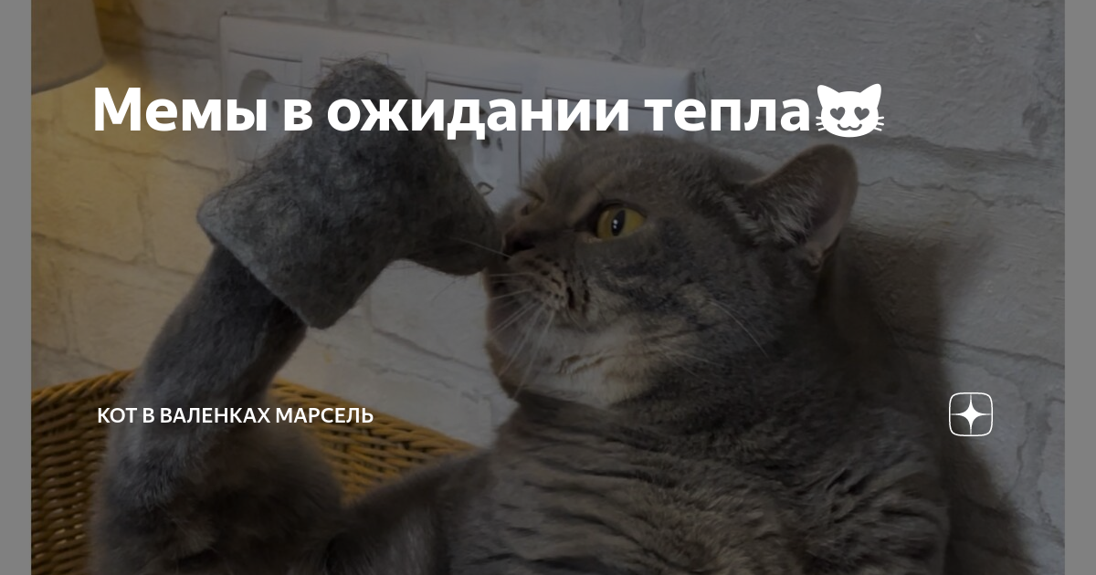 Мемы в ожидании тепла😻 | Кот в валенках Марсель | Дзен
