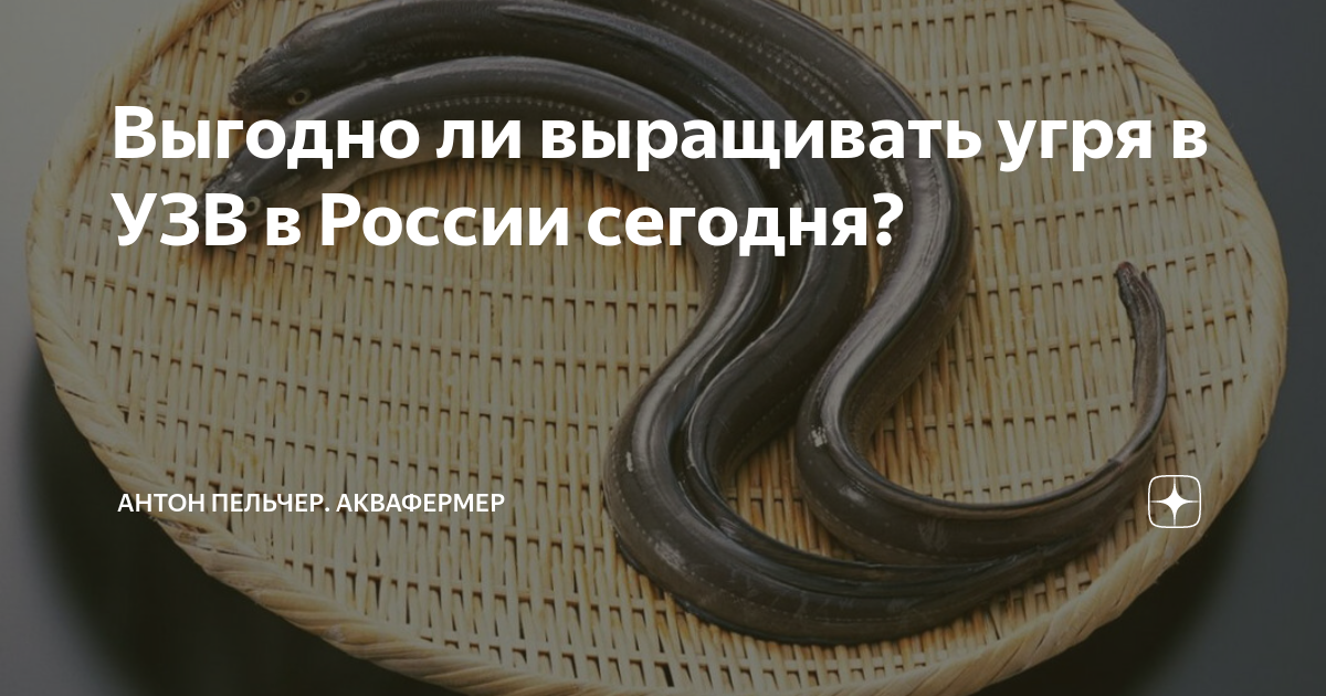 Как спасти европейского угря?