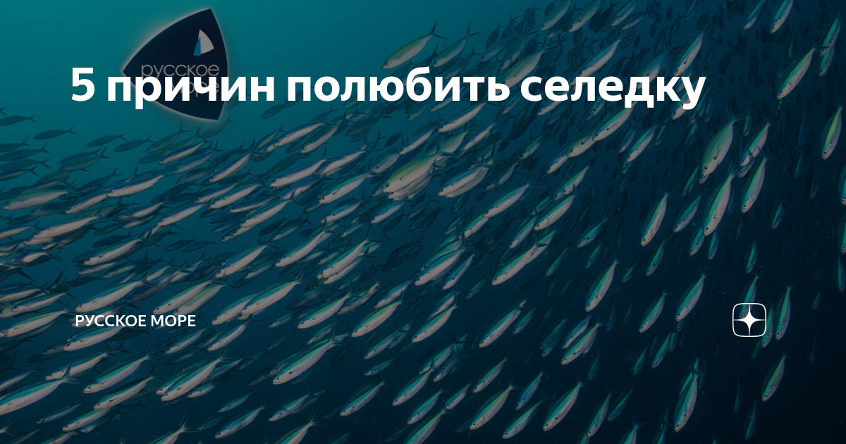 5 причин полюбить селедку | Русское море | Дзен