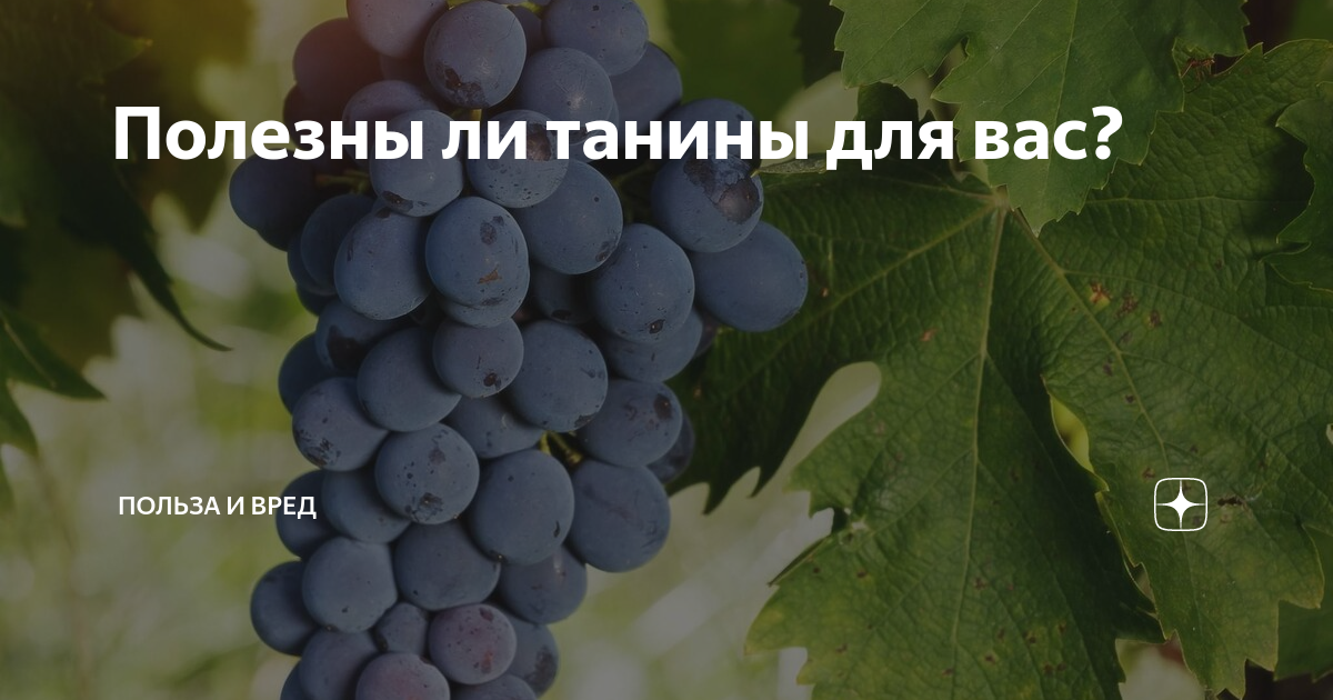 Танины что это и для чего. Чем полезен виноград. Черный виноград польза и вред для организма. Пухляковский сорт винограда.