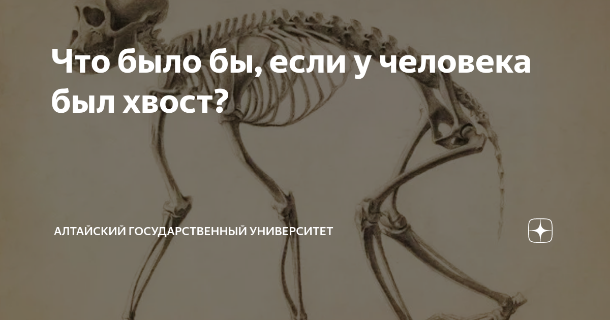 как выглядит хвост у человека