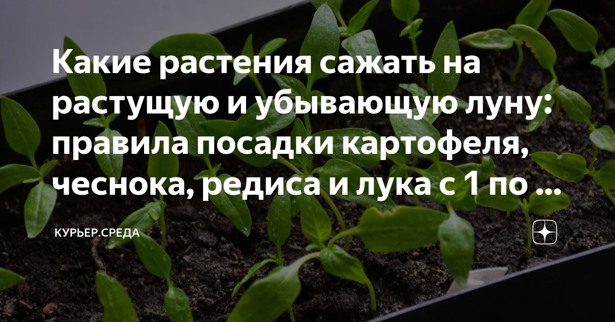 Что сажают на убывающую луну. Посадка цветов по лунному календарю. Цветы садить благоприятные дни. Посев томатов по лунному календарю 2023.