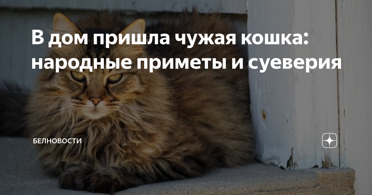 Пришла чужая кошка. Примета кошка пришла в дом чужая. Примета серая кошка пришла в дом. Чужая кошка забежала в дом примета. Если в дом пришел кот примета чужой.