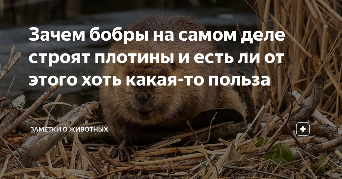 Зачем бобры на самом деле строят плотины и есть ли от этого хоть какая ...