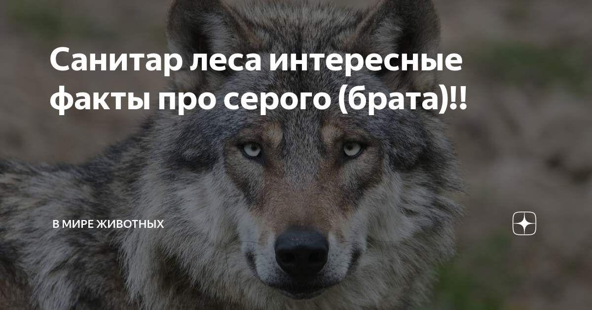 Почему волк санитар