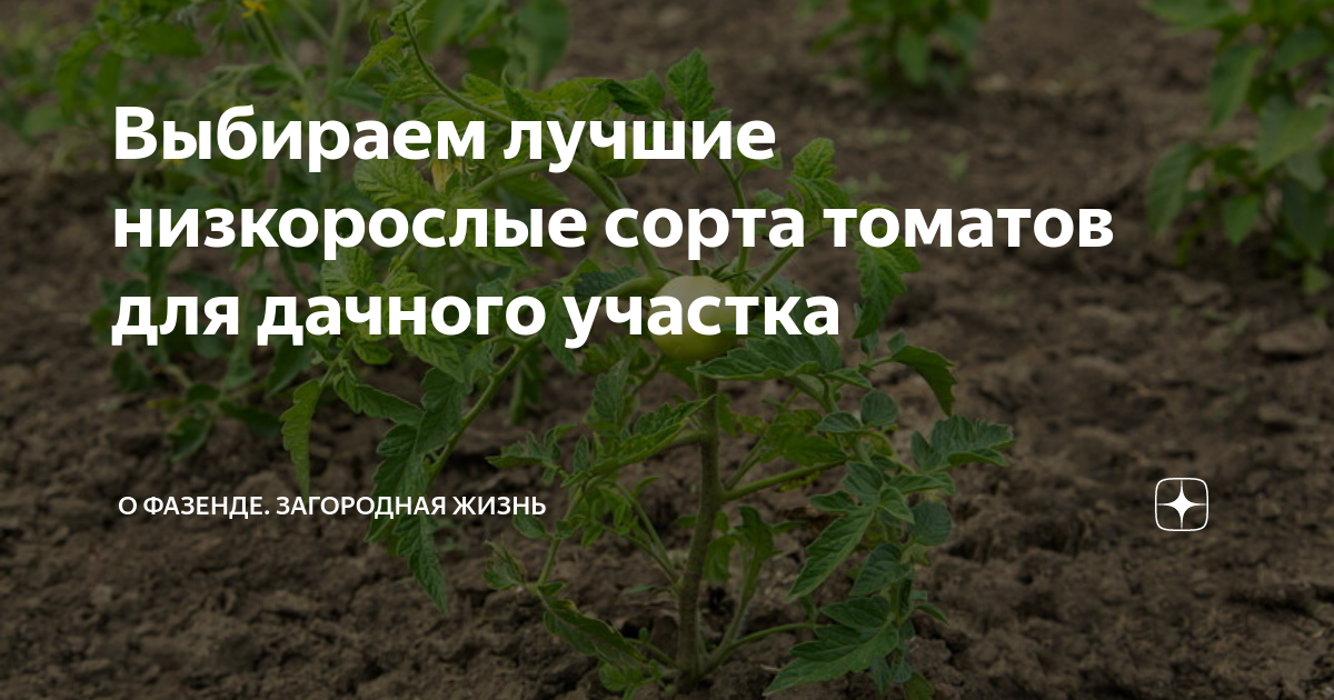 Выбираем лучшие низкорослые сорта томатов для дачного участка | О ...