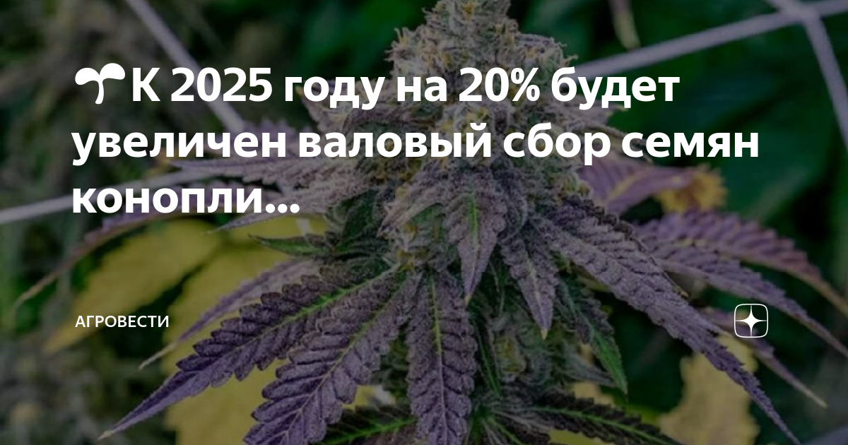 Поделиться марихуаной о конопле фото