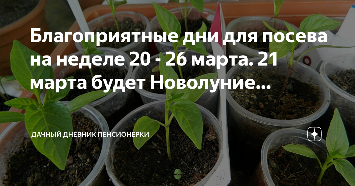 Благоприятные дни для посадки марте 2024 года. Благоприятные дни для посева томатов в Белоруссии. Посадка томатов в марте месяце. Март посев помидор на рассаду 2023. Благоприятные дни для посадки томатов в марте 2024 года.