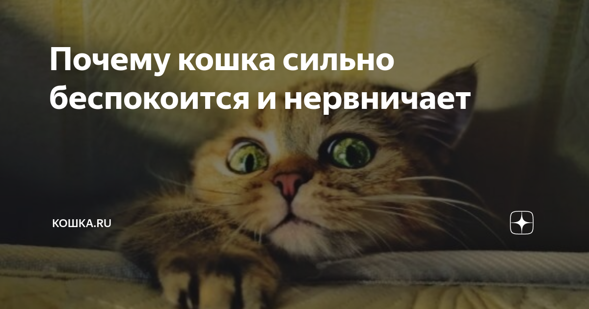 сколько кошка может не есть при стрессе