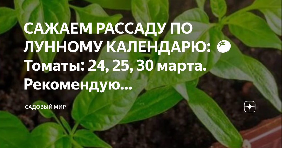 Когда надо сеять помидоры