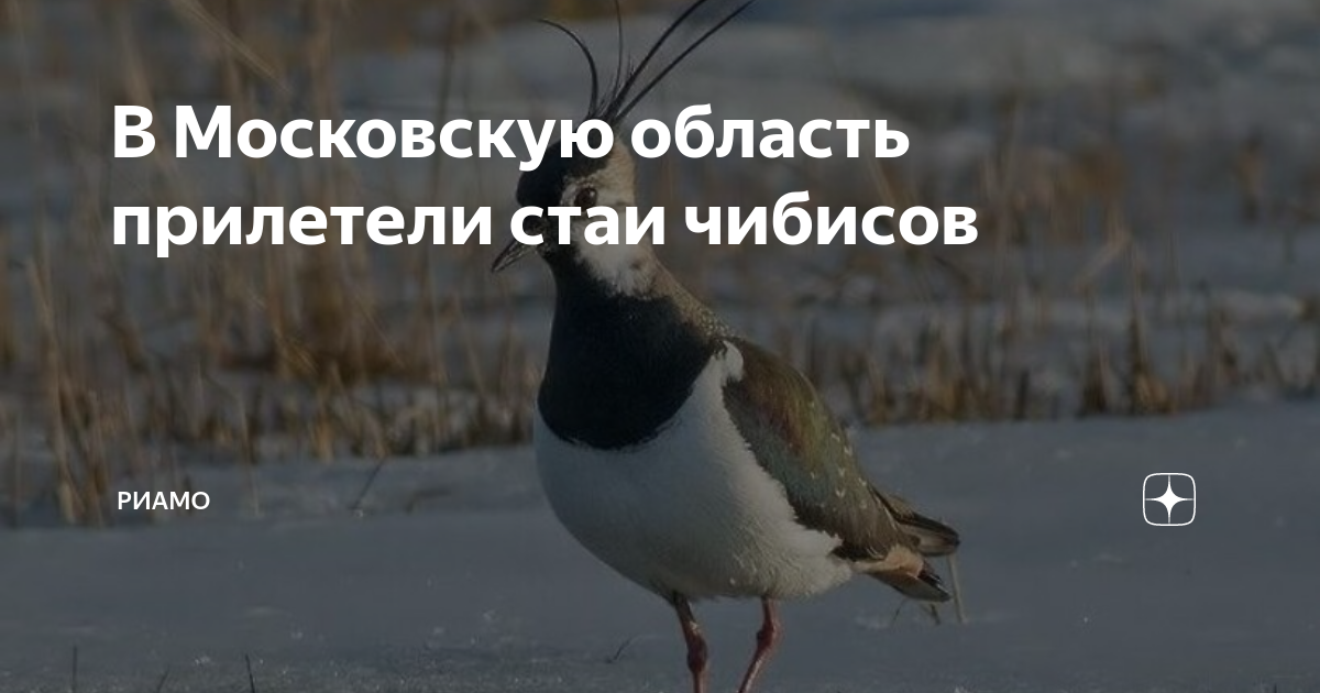 Туман на аэродроме. Начали прилетать. Клин гусей в небе. Прилетают перелетные птицы. Крымские зимующие птицы.