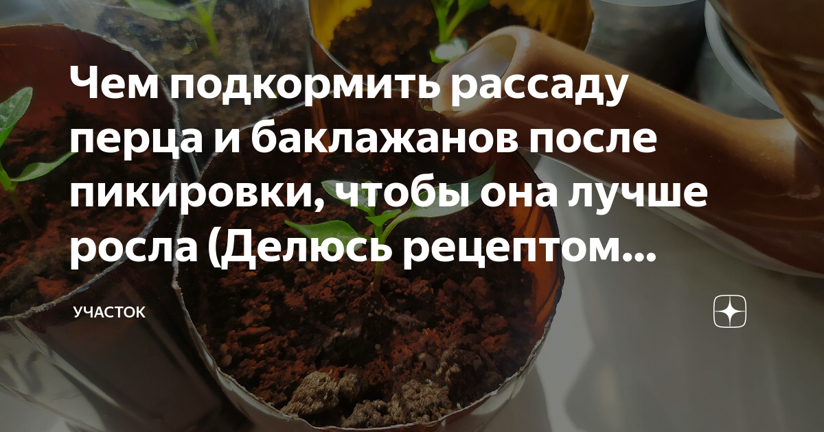 Через сколько подкормить рассаду после пикировки. Чем подкормить рассаду после пересадки. Рассады впервые. Как подкормить рассаду баклажанов. Алгоритм рассады петрушки.