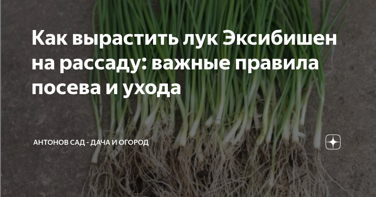 как сажать лук эксибишен