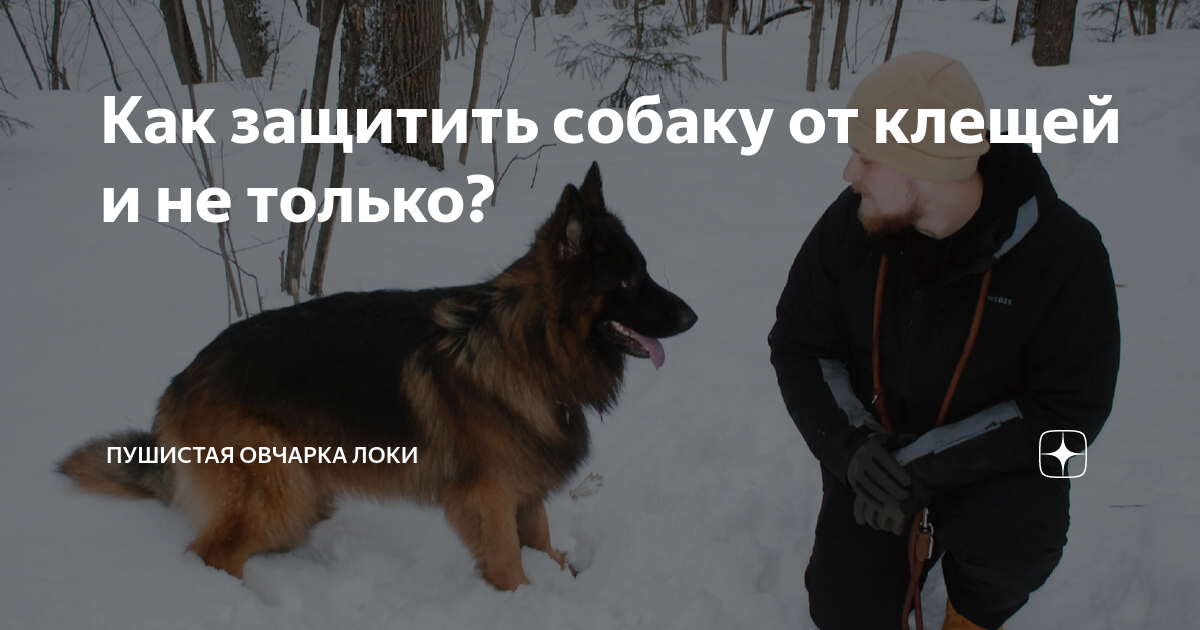 Как защитить собаку от клещей и не только? | Пушистая овчарка Локи | Дзен