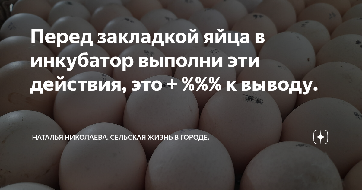 чем обработать яйца перед закладкой в инкубатор