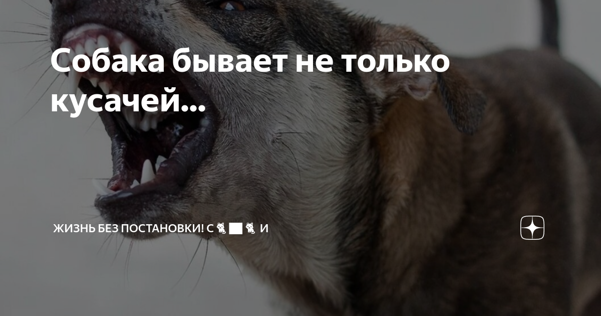только от жизни собачей собака бывает кусачей слушать