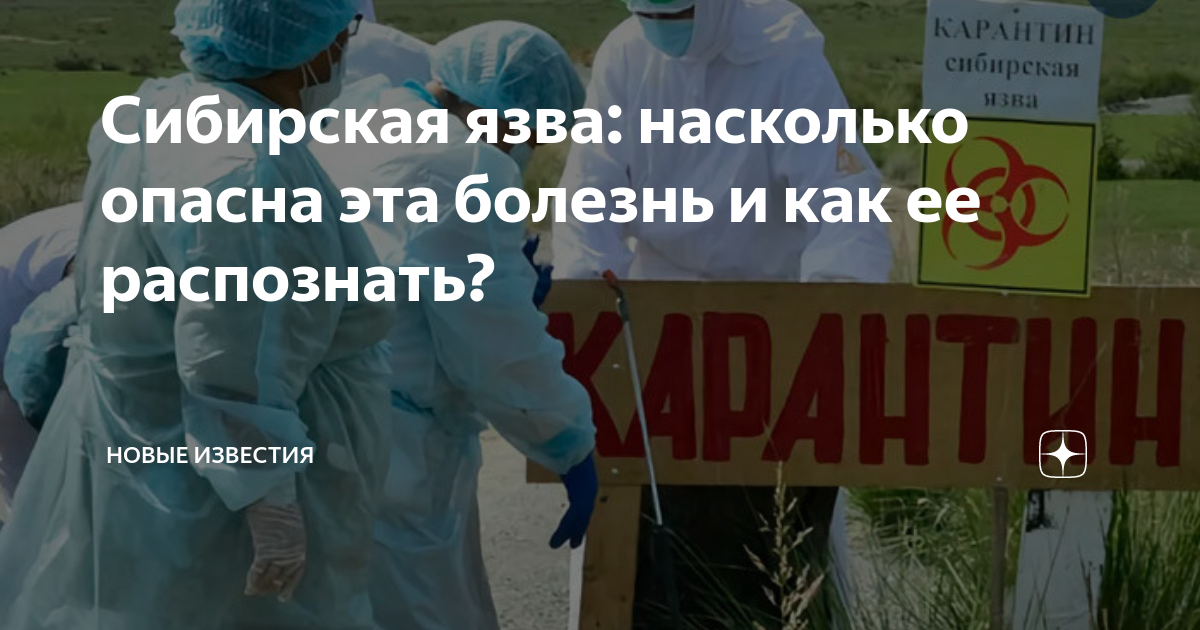 Сибирская язва: насколько опасна эта болезнь и как ее распознать ...