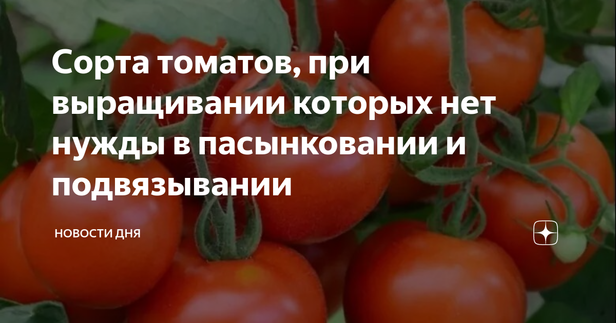 Какие заморозки выдерживают помидоры в теплице. Всходы томатов. Помидоры которые не надо пасынковать. Помидоры которые не надо пасынковать и подвязывать. Когда садить томаты.