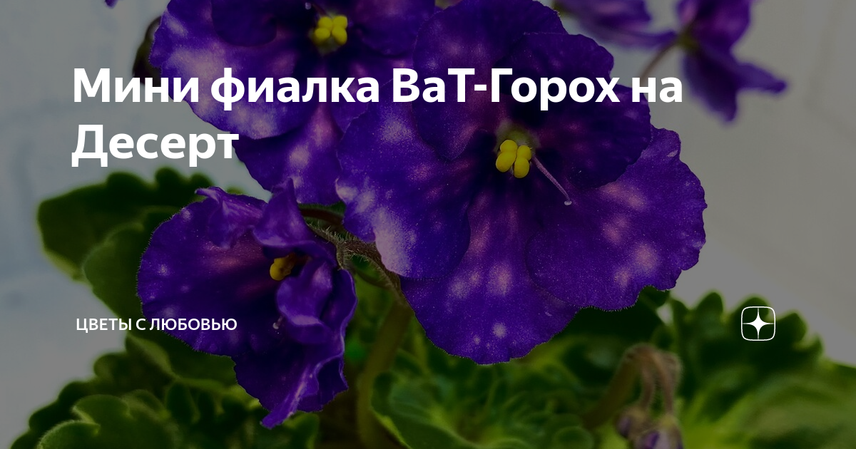 Мини фиалка ВаТ-Горох на Десерт | Цветы с Любовью | Дзен