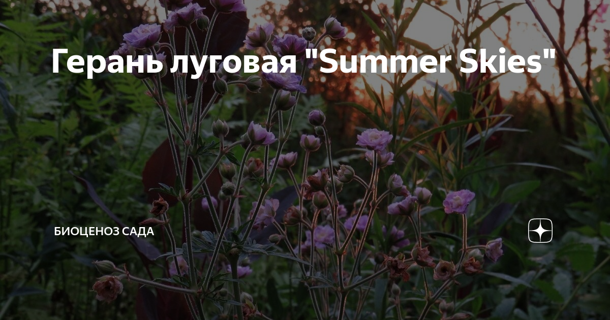 Герань луговая "Summer Skies" | Биоценоз Сада | Дзен