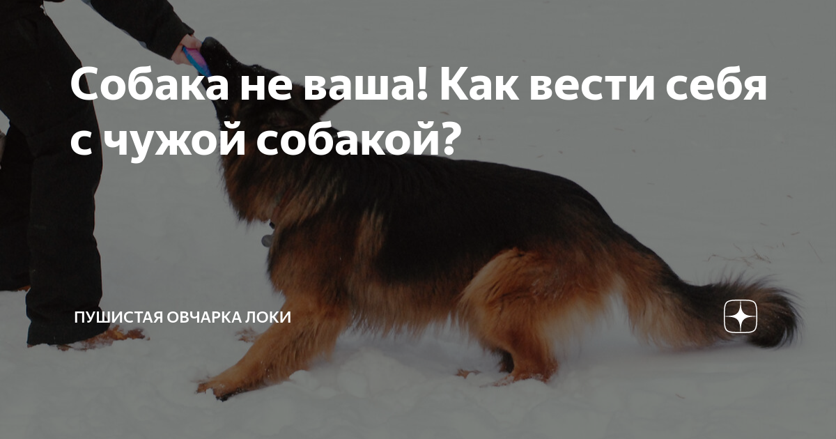 Собака не ваша! Как вести себя с чужой собакой? | Пушистая овчарка Локи ...