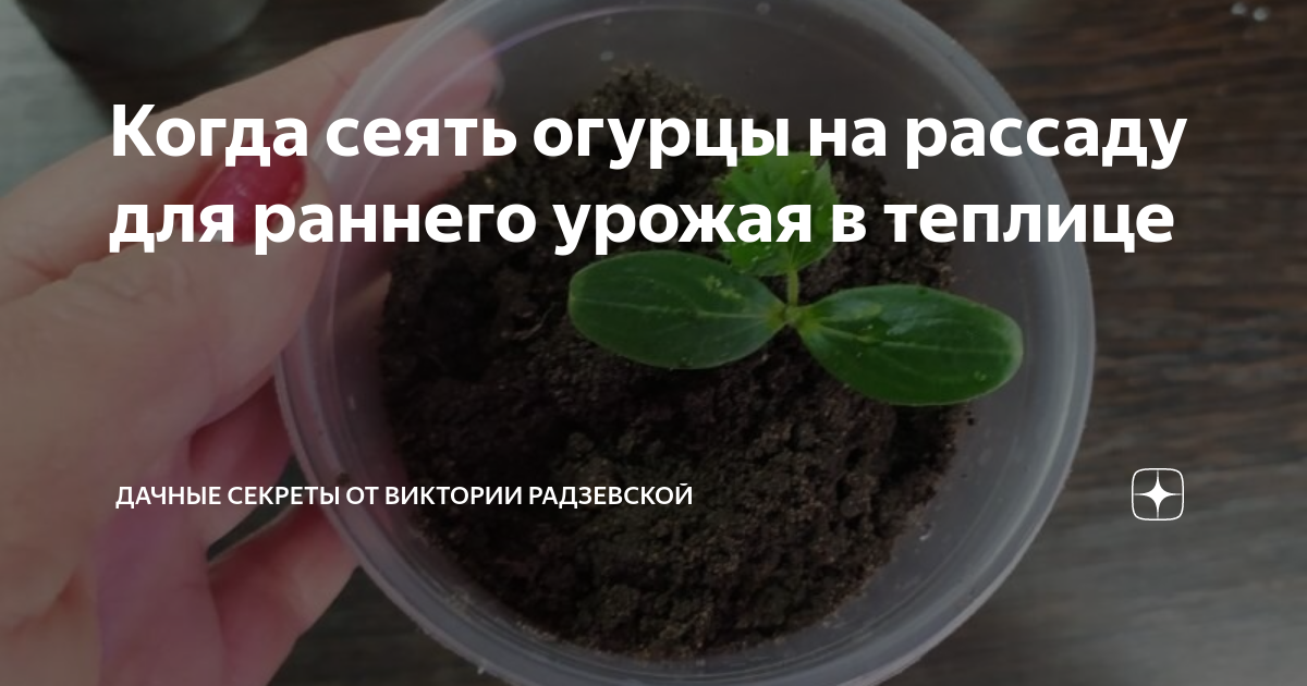 когда сажать огурцы в грунт рассадой
