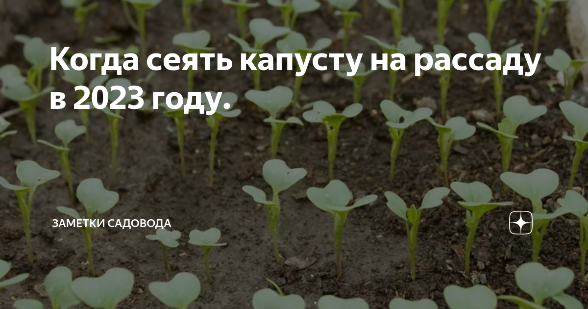 Посев капусты на рассаду в 2024 году. Посев капусты на рассаду. Посадка капусты на рассаду. Когда сеять капусту на рассаду. Рассада капусты от и до.